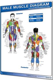 Productive Fitness Laminated Male Muscle Diagram Wall Poster