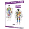 Productive Fitness Laminated Female Muscle Diagram Wall Chart