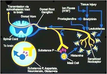 Endorphin schematic shows endorphin release while exercising