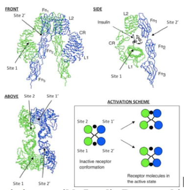 Scheme depicting possible Insulin Receptor binding sites