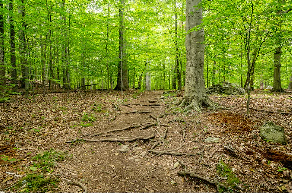 Running and sprinting in the woods for cardiovascular fitness