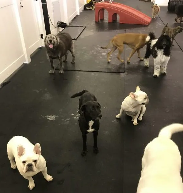 Rubber mats and rolled rubber in a dog daycare facility