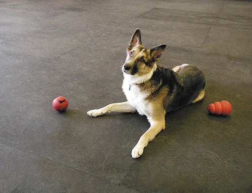 Dog lying on rubber flooring with dog toys