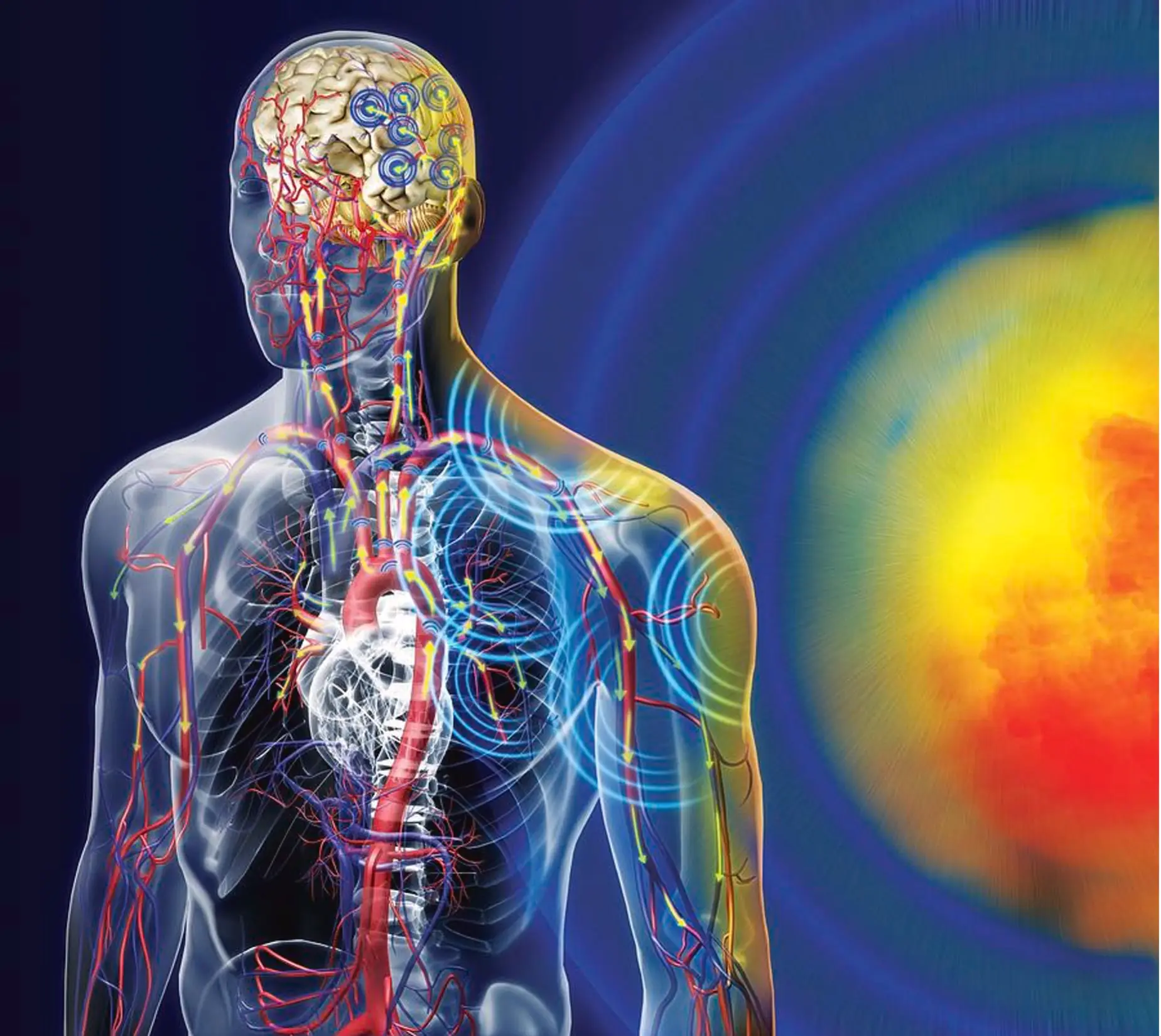 Human anatomy image for training around a serious injury article