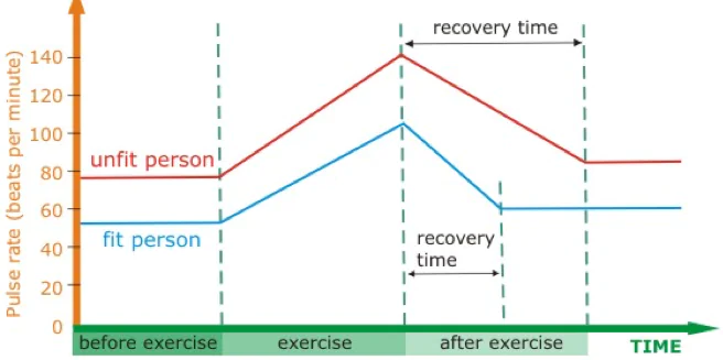 Line graph comparing recovery time for fit and unfit people