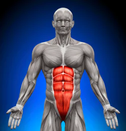 Visible abdominal muscles illustrating the ab exercise myth